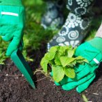 کله چې په پسرلي کې د بیرونو بالټونو راټولولو لپاره