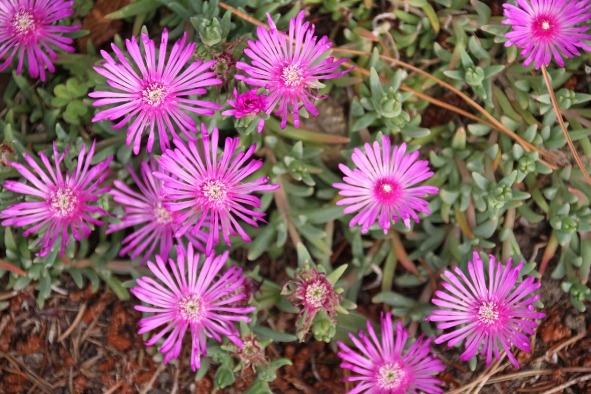 په قبر کې کوم ګلان وکرل شي / عکس pexels.com