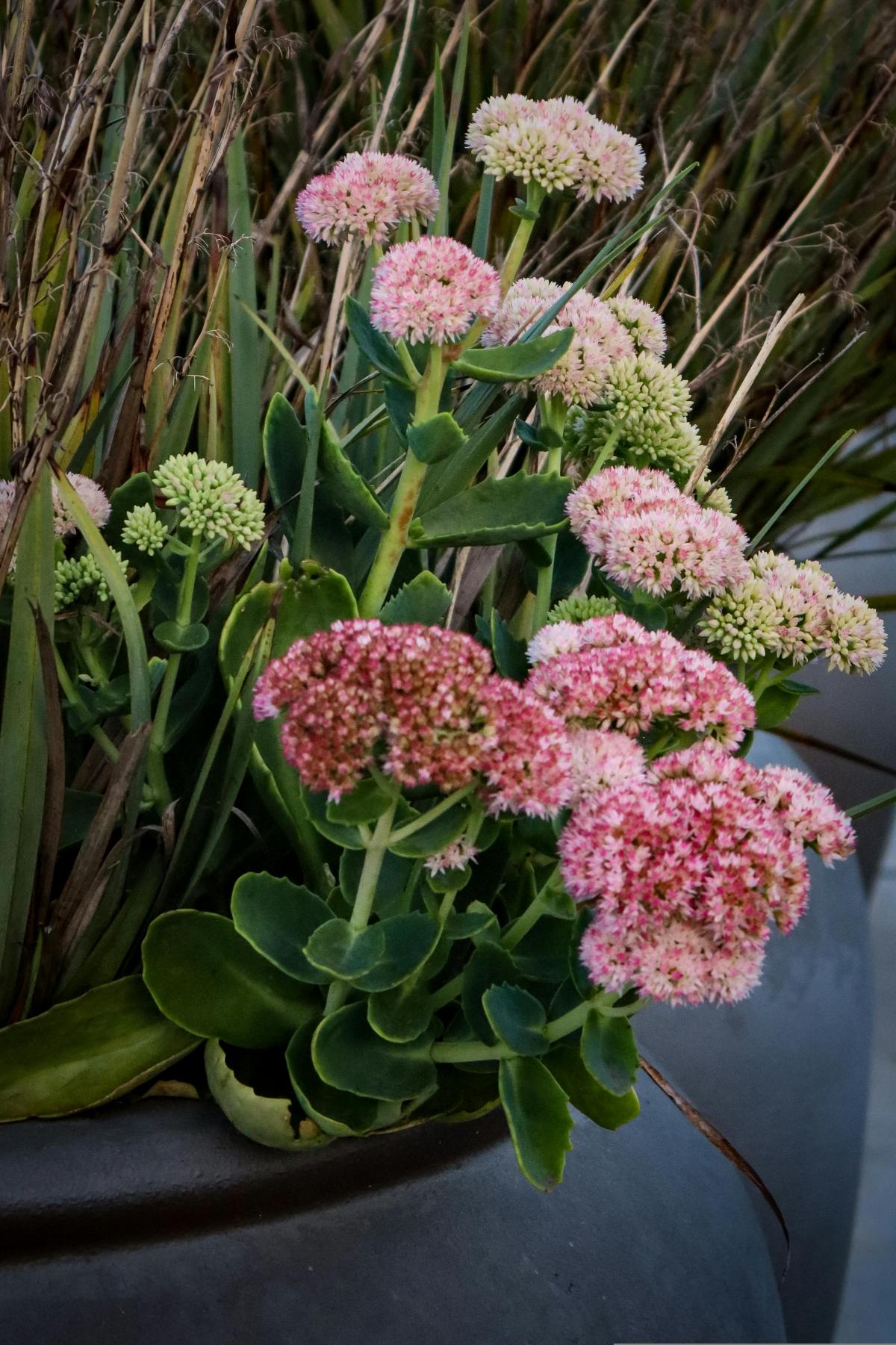 په هدیره کې کوم ګلونه وکرل شي ترڅو ټول دوبي غوړ شي / عکس pexels.com