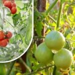 دوه سوه ګرامه او پخه شوي دي: باغبان د کیمیاوي موادو پرته خپل پخوانی میتود شریک کړ دوه سوه ګرامه او پخه شوي دي: باغبان د کیمیاوي