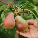 د لوی حاصل ترلاسه کولو لپاره د ناک په سمه