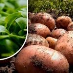 زمکه به د ټوټو په څیر وي: باغبان ورته وویل چې د کچالو له راټولولو وروسته څه شی وکرئ زمکه به د ټوټو په څیر وي: باغبان ورته وویل