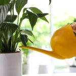 د سولې لیلی به د ژیړ کیدو مخه ونیسي او یوازې په څو ساعتونو کې ژوند ته راشي: یو ثابت میتود د سولې لیلی به د ژیړ کیدو مخه ونیسي او