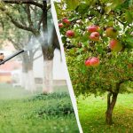 Aphids به هیڅکله بیا د مڼو ونې ته لاس ونه